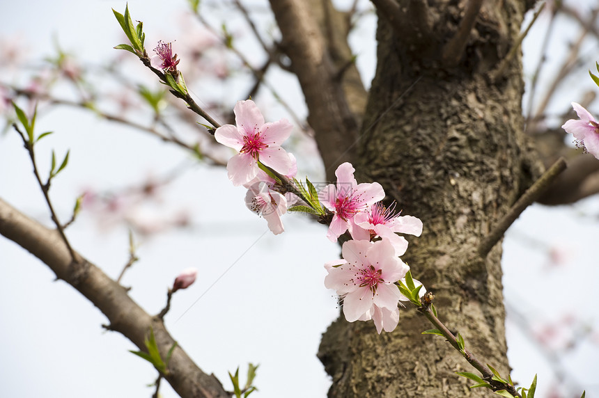 粉红桃花花天空生长植物群树干叶子粉色花瓣图片