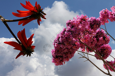 塔贝布亚和珊瑚树花(伊丽瑟琳娜利西蒙)高清图片