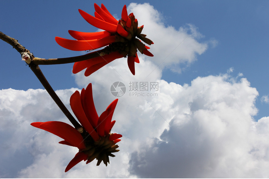 珊瑚树花火焰植物水仙气候亚热带蓝色旅行文化阳光天空图片