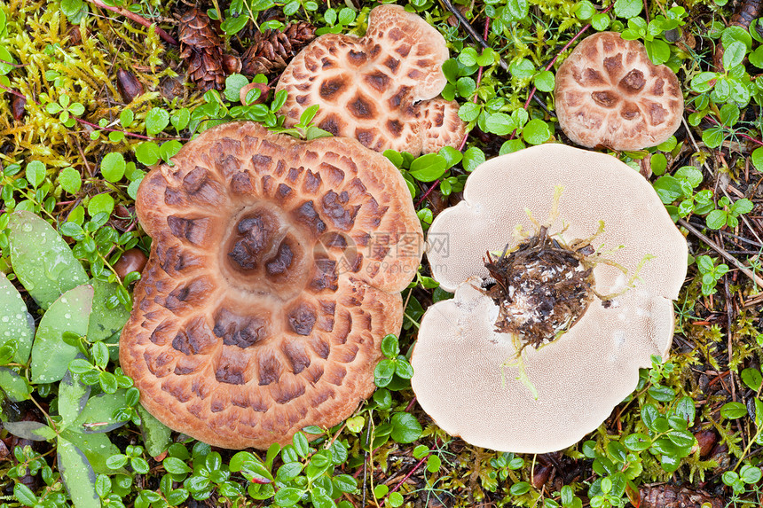 在森林地板上种植的坚硬的希奇猪蘑菇泥炭孢子牙齿荒野林地植物季节水螅刺猬森林图片