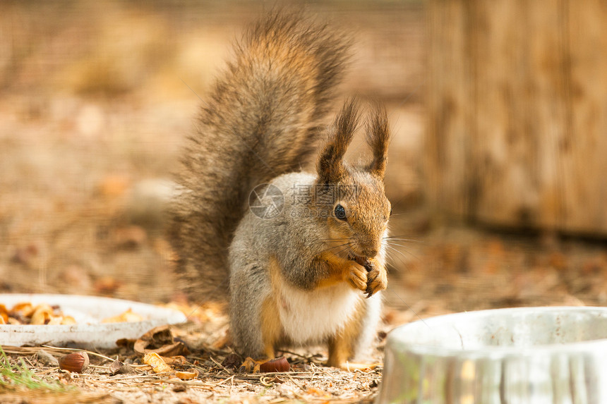 Squirell吃坚果的照片毛皮公园种子栗鼠森林松鼠棕色锥体松树动物图片