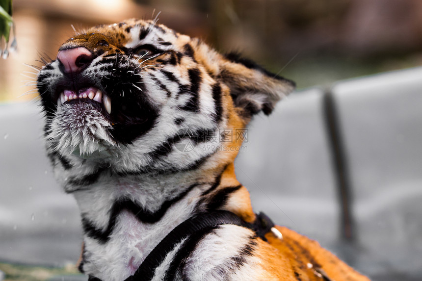 婴儿老虎肖像眼睛危险猫科动物哺乳动物条纹打猎野猫捕食者动物园猎人图片