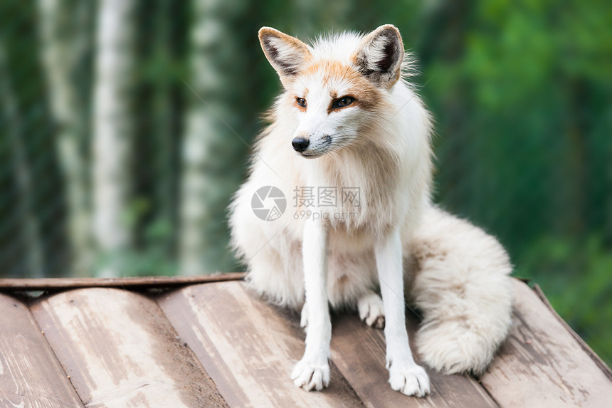 白色狐狸照片野生动物爪子文章哺乳动物苔原毛皮动物生物犬类尾巴图片