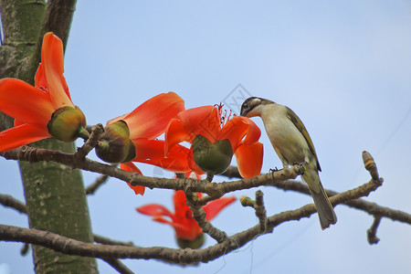 卡波克人和鸟鸟类环保天空食物树木花朵花园木棉松鼠热带背景图片