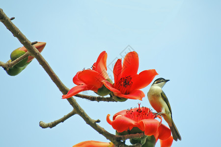 卡波克人和鸟红色植物木棉食物环保花园花朵树木松鼠鸟类背景图片