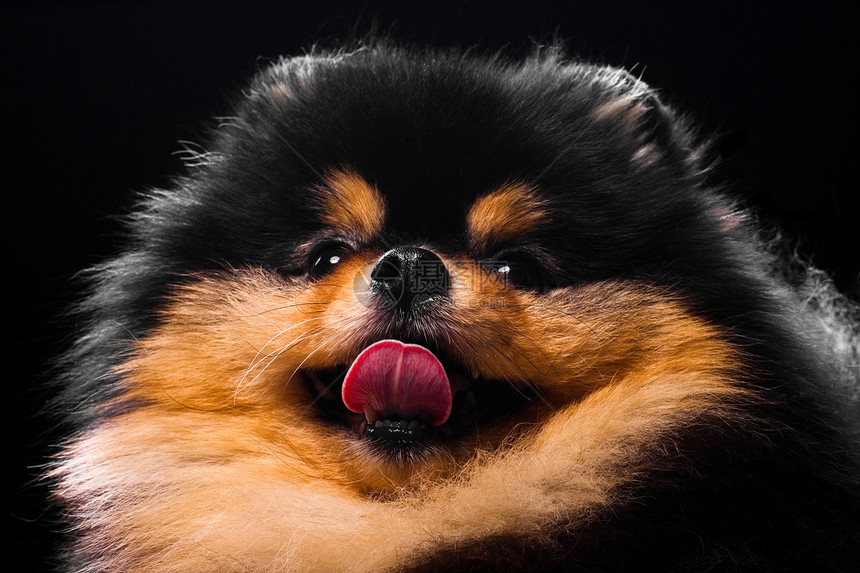 排泄物小狗的肖像犬类动物宠物毛皮图片