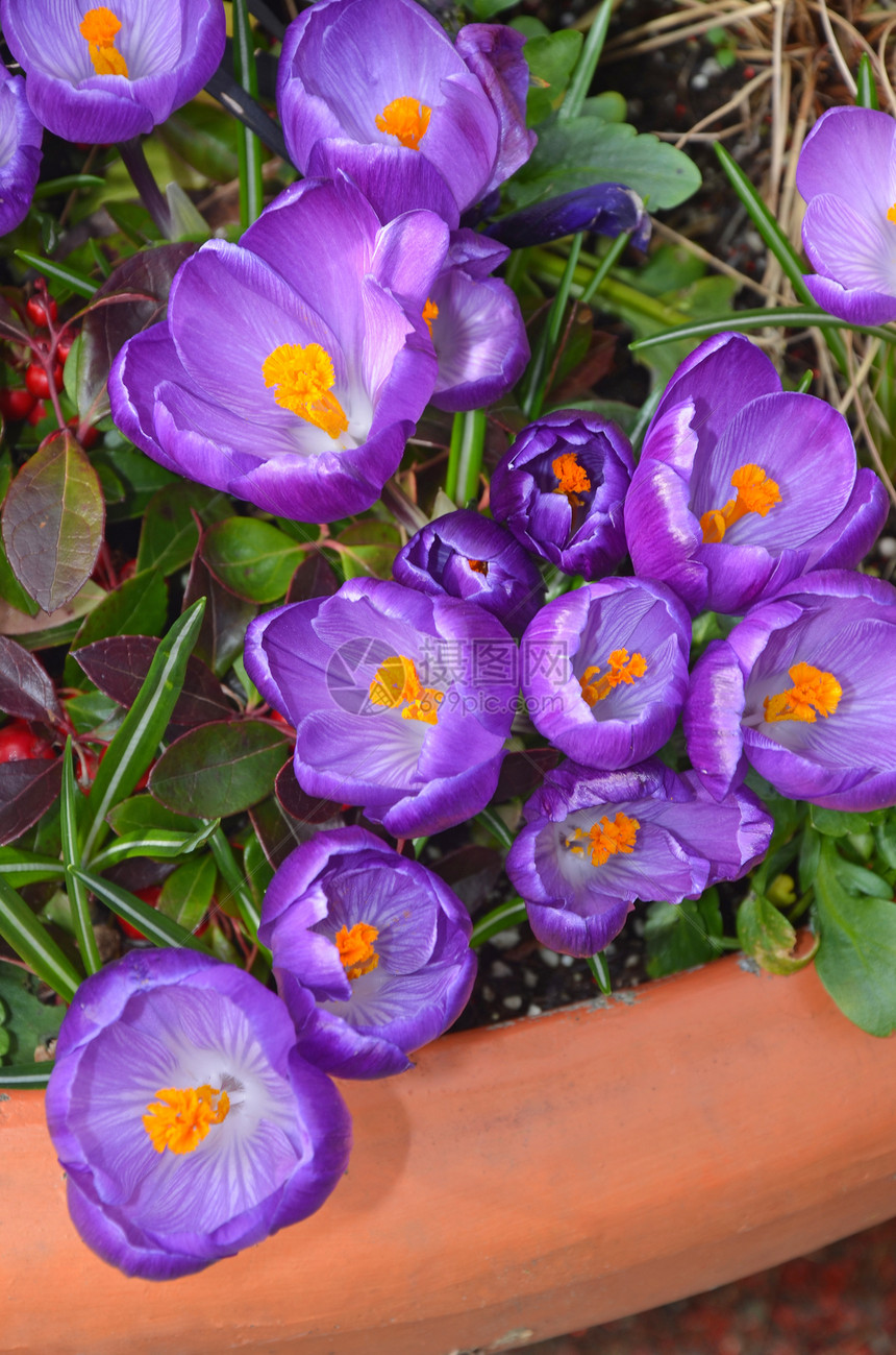 紫春曲目播种机园艺花园植物藏红花鸢尾花花朵植物群紫色花盆图片