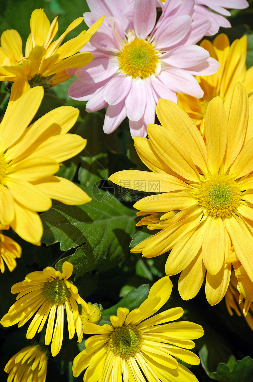 粉色和黄色花朵花园花束植物群植物园艺花瓣图片
