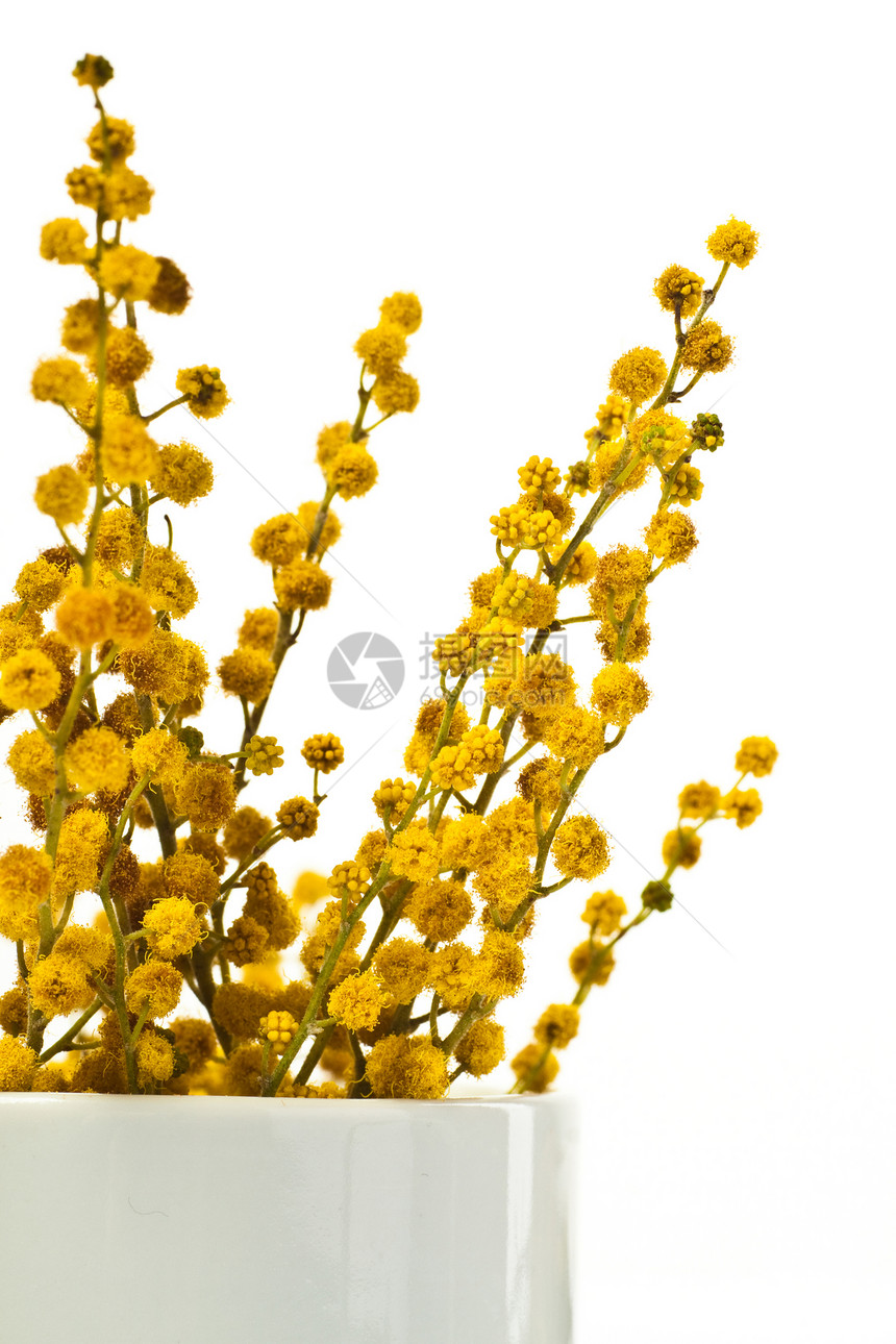 Mimosa 鲜花含羞草黄色植物群绿色白色植物叶子杯子图片