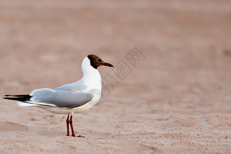 沙上站立的灰海鸥海鸟环境动物翅膀野生动物海洋动物群荒野羽毛背景