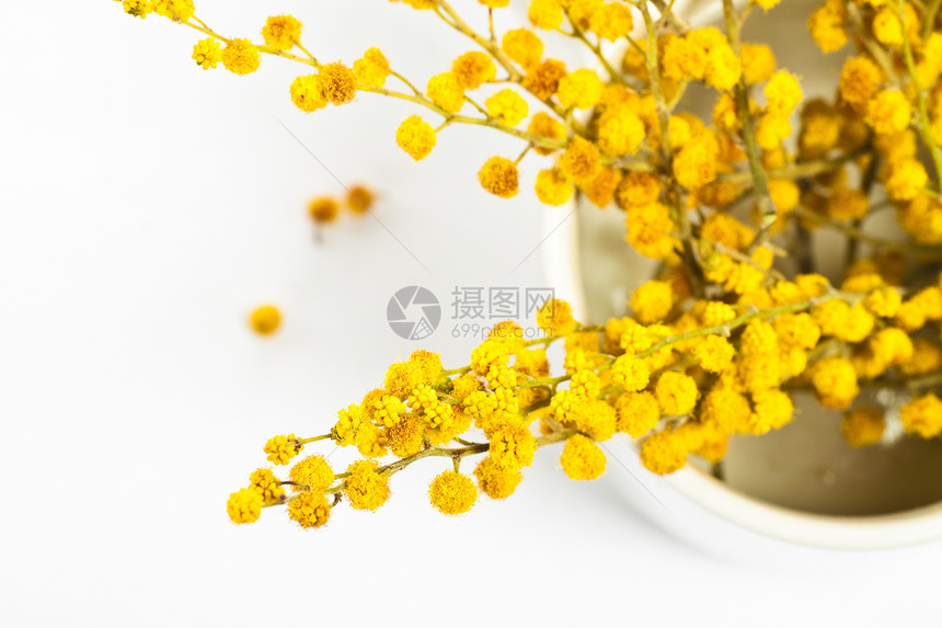 Mimosa花枝杯子含羞草白色绿色叶子植物群植物黄色图片