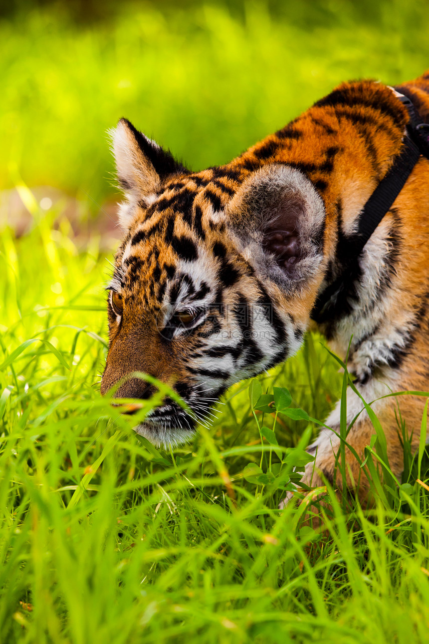 婴儿老虎肖像动物丛林野猫危险橙子眼睛猎人条纹食肉打猎图片