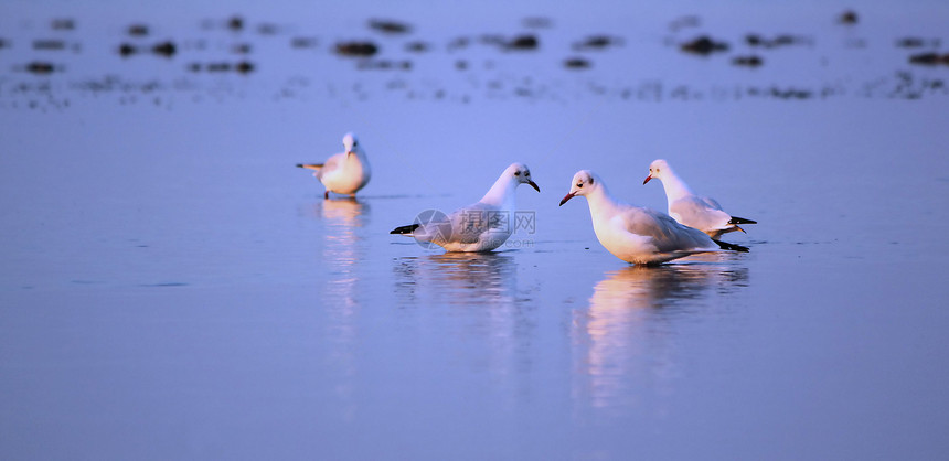 水上海鸥海洋阳光野生动物支撑自由蓝色全景天空海滩灰色图片
