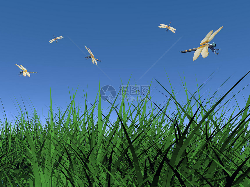 跳舞的蝇土地天空植物插图乡村蓝色牧场场景叶子草地图片