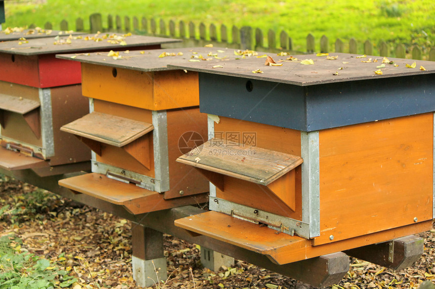 色彩多彩的蜜蜂房子木头动物蜂巢国家蜂箱养蜂业麻疹收成村庄图片