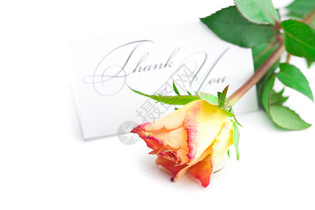 黄色红玫瑰和一张卡片 上面写着谢谢你们与世隔绝社会感激空白绿色框架脚本礼物墨水叶子玫瑰背景