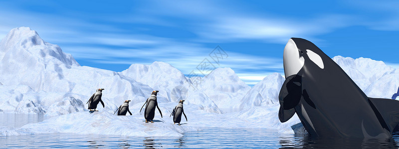 皇帝企鹅企鹅动物自然逆戟鲸高清图片