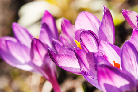 春花植物园艺花瓣紫色黄色花园季节红花背景图片