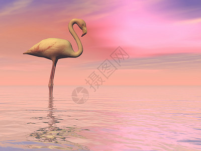 和平的Falmingo3D铸造羽毛野生动物日落荒野粉色插图火烈鸟白色海洋反射背景图片
