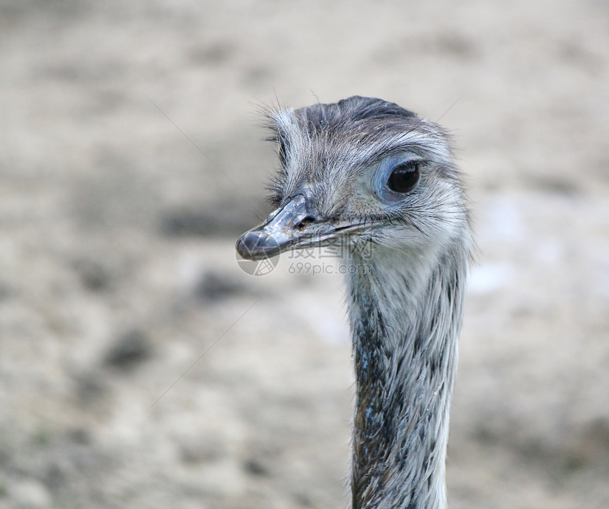 Emu 肖像账单动物群动物眼睛好奇心农场头发灰色鸵鸟鸟类图片