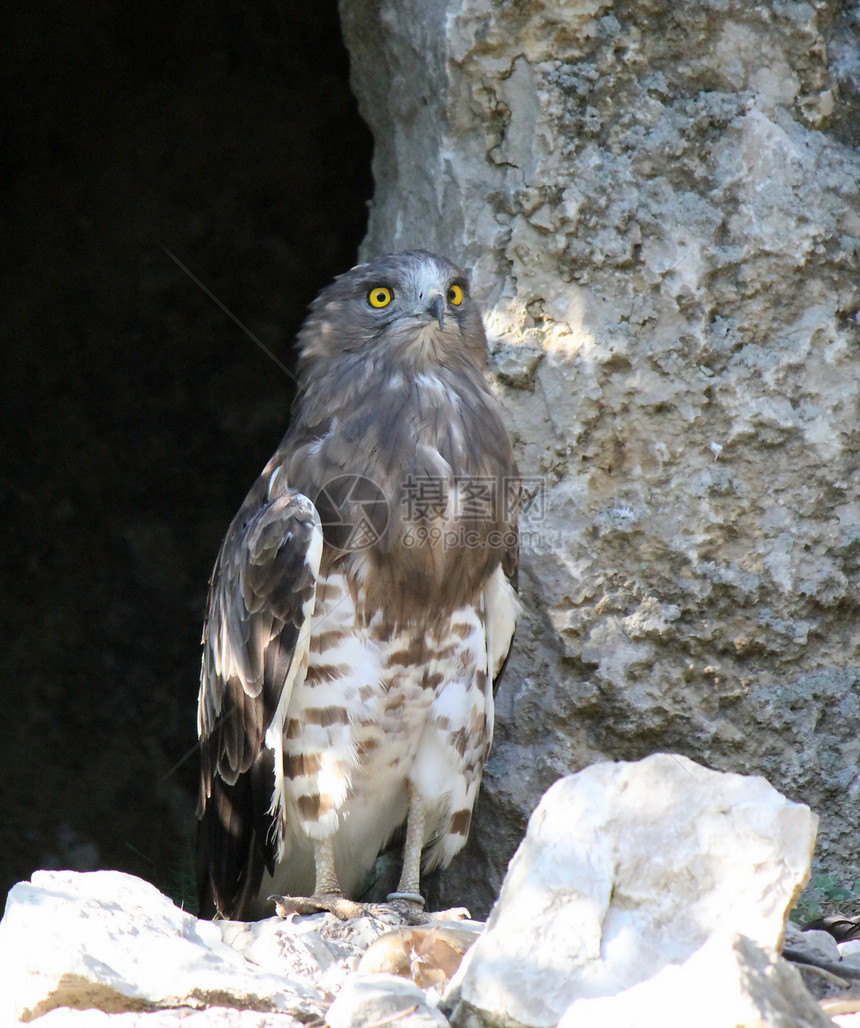 鹰的黄眼石头眼睛掠夺性羽毛翅膀猎物濒危生物猎人洞穴图片