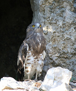 鹰的黄眼石头眼睛掠夺性羽毛翅膀猎物濒危生物猎人洞穴高清图片