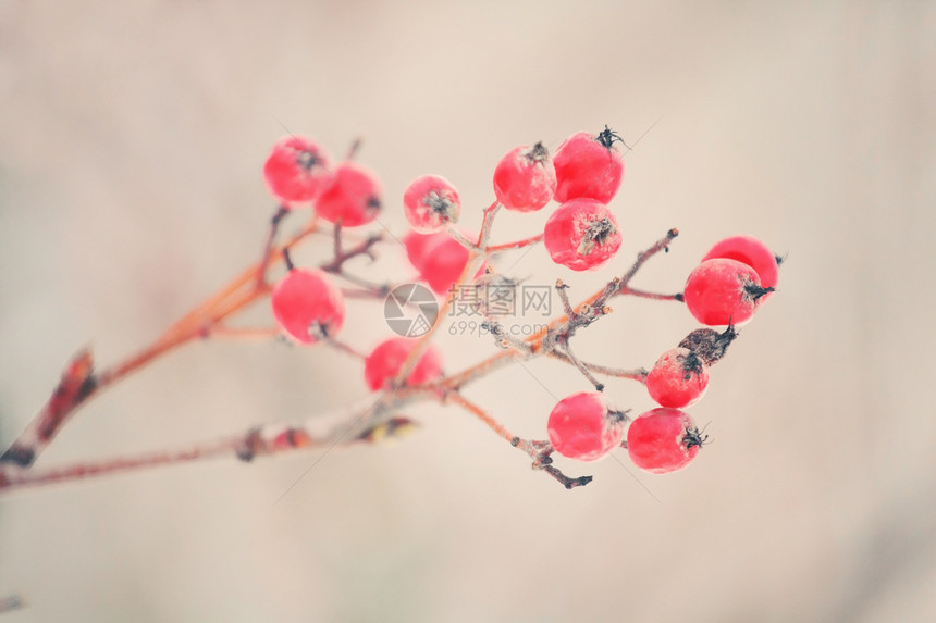 红冬莓红色公园白色框架灌木季节植物季节性衬套树木图片