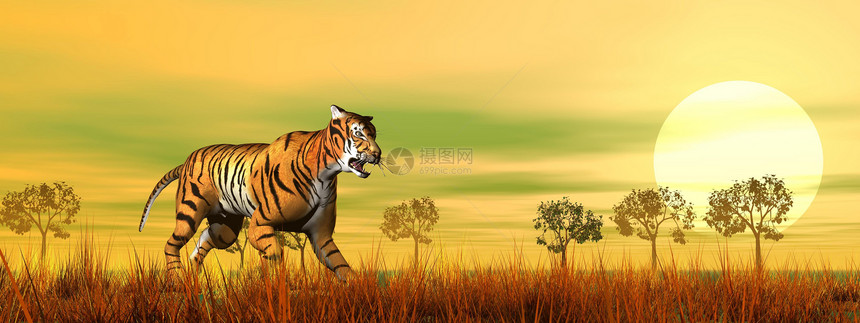 在草原上行走的老虎图片