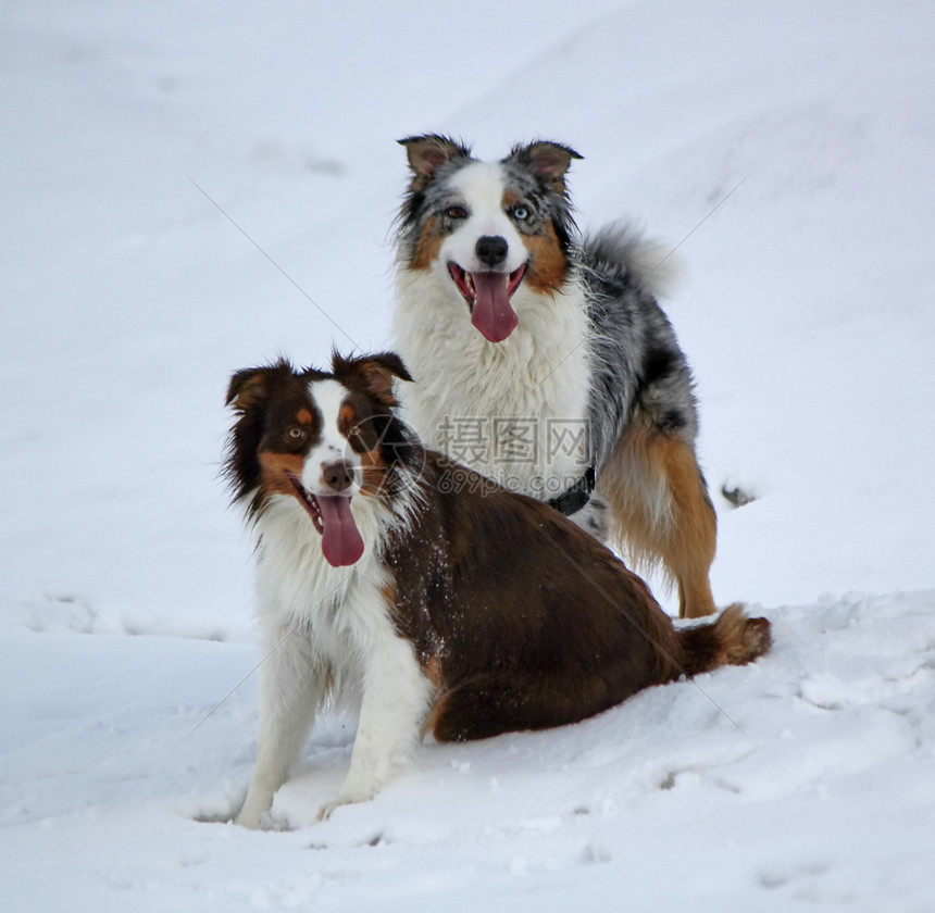雪中一些澳洲牧羊人女性哺乳动物眼睛陨石脊椎动物蓝色男性动物小狗犬类图片