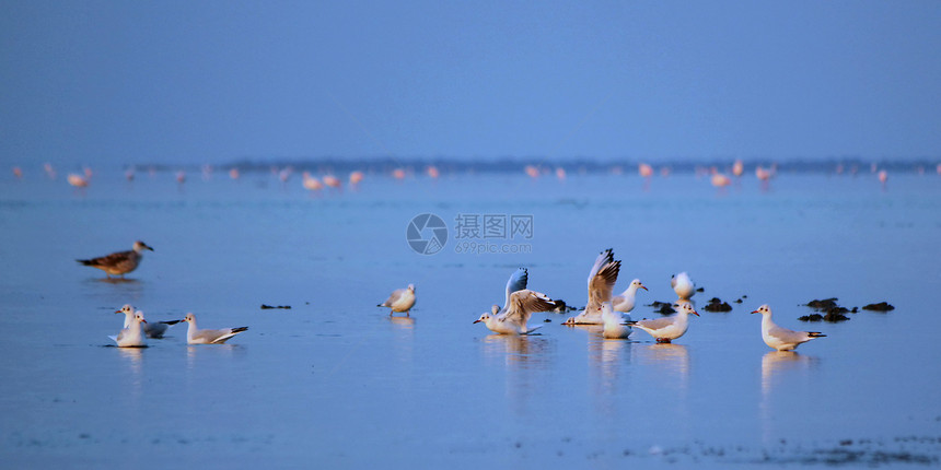 水上海鸥鸟类冲浪野生动物海岸波浪团体荒野生活支撑海滩图片