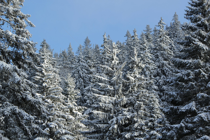冬天的Fir树 瑞士Jura山木头全景风景针叶降雪天气季节公园假期森林图片