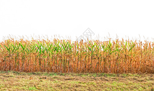 玉米准备收割全景绿色农业图像燃料农场收成农村农作物背景图片