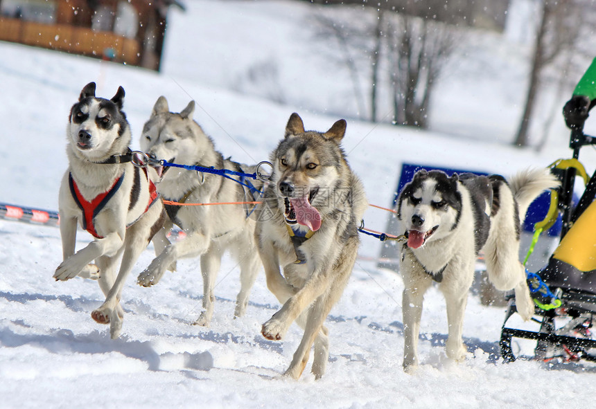 工作时的哈斯基雪橇狗队冒险运动团队荒野山脉娱乐运输眼睛马具鼻子图片