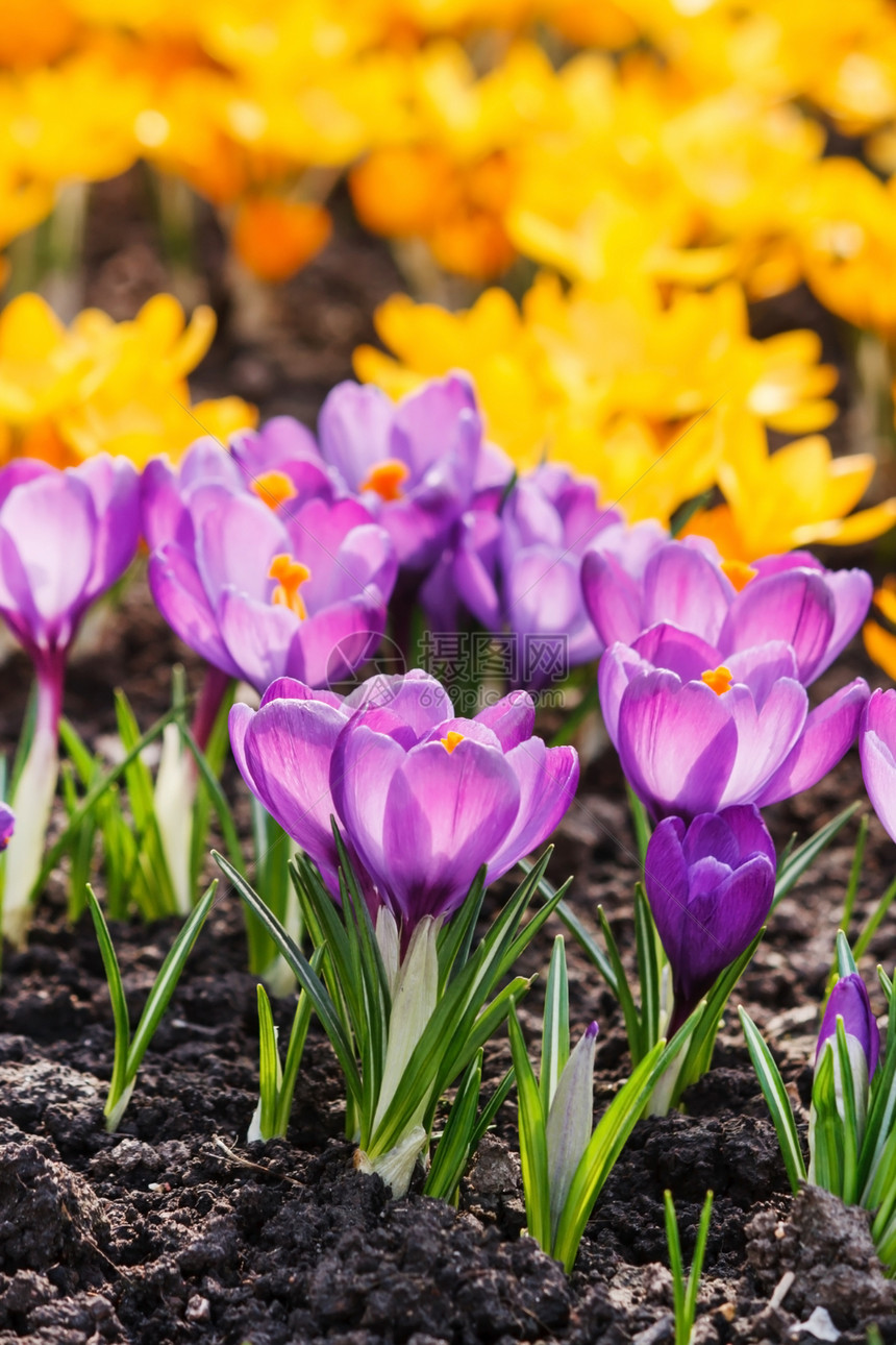 春花园艺紫色黄色花瓣红花植物花园季节图片