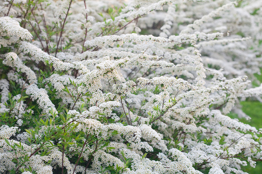 春林中的白花图片