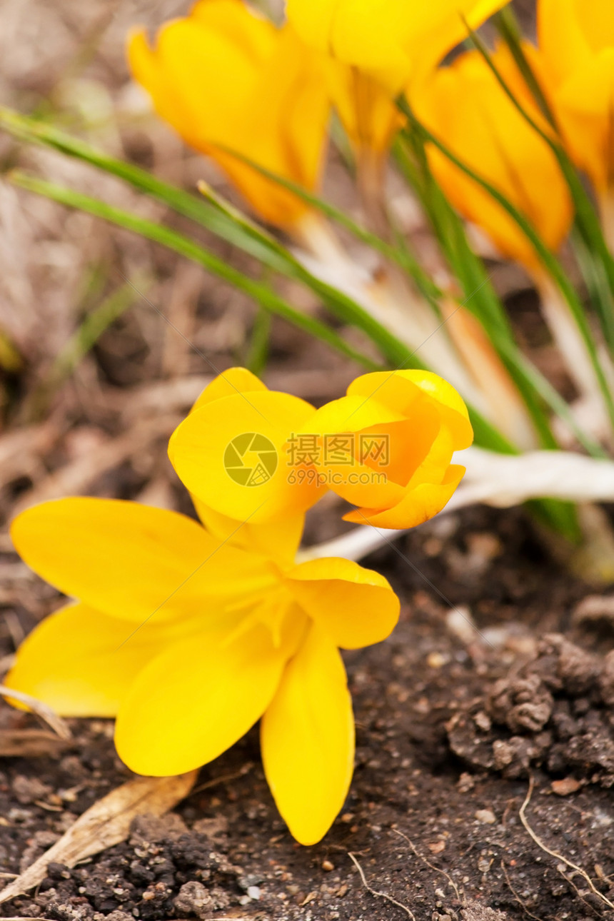 春花植物紫色花园红花季节园艺花瓣黄色图片