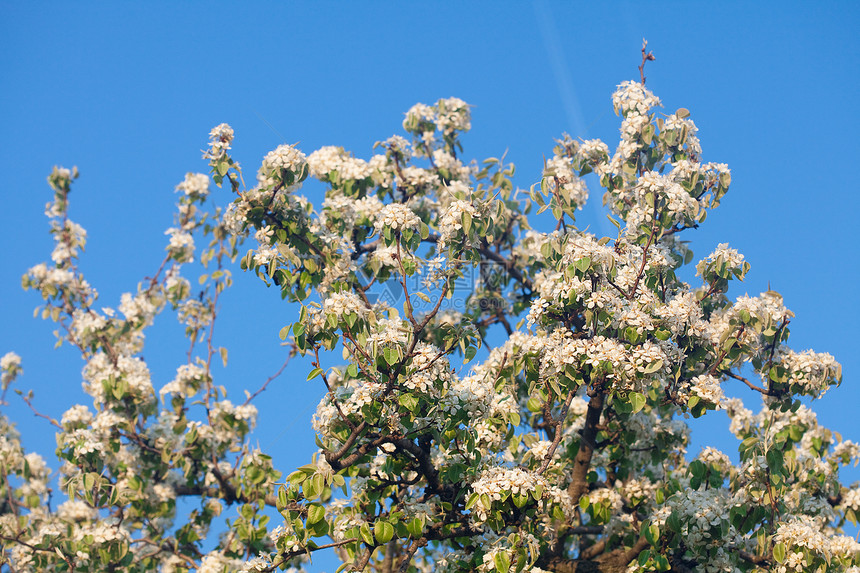 花朵对着蓝天文化天空白色植物学乌鸦季节植物群宏观生活生长图片
