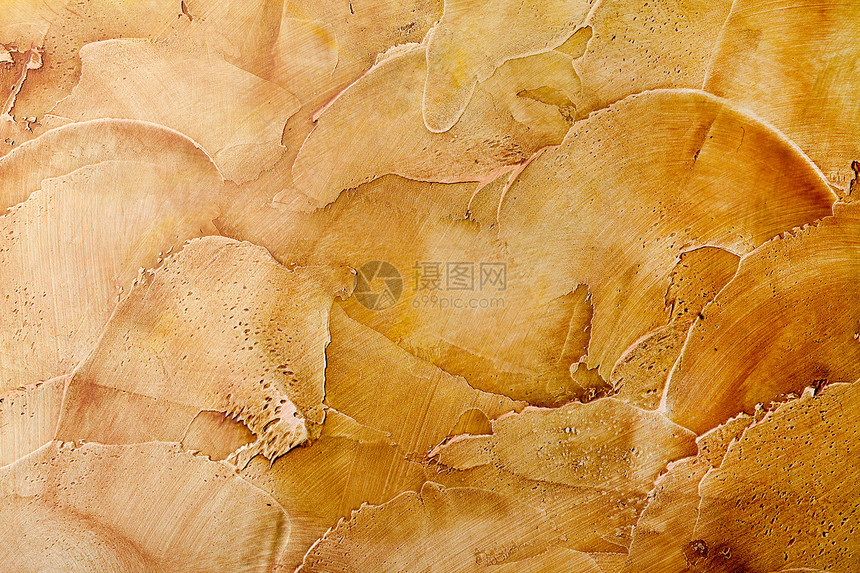 树木背景背景家具宏观材料硬木木材样本地板粮食松树装饰图片