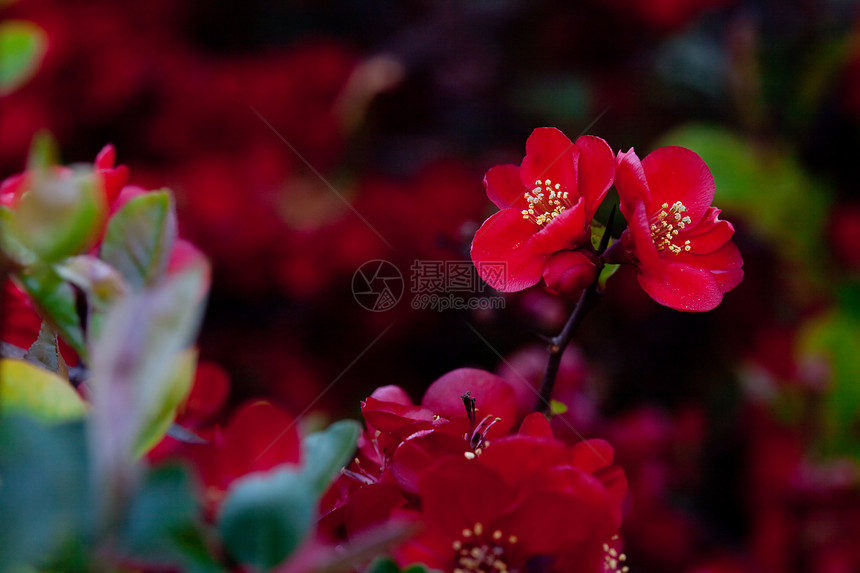 红春花太阳叶子水平树木衬套红色森林绿色环境阳光图片