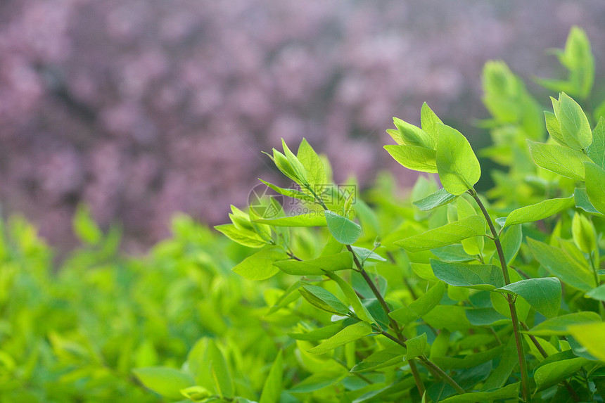 青春青绿树叶水平森林叶子绿色环境生长阳光太阳植物树木图片