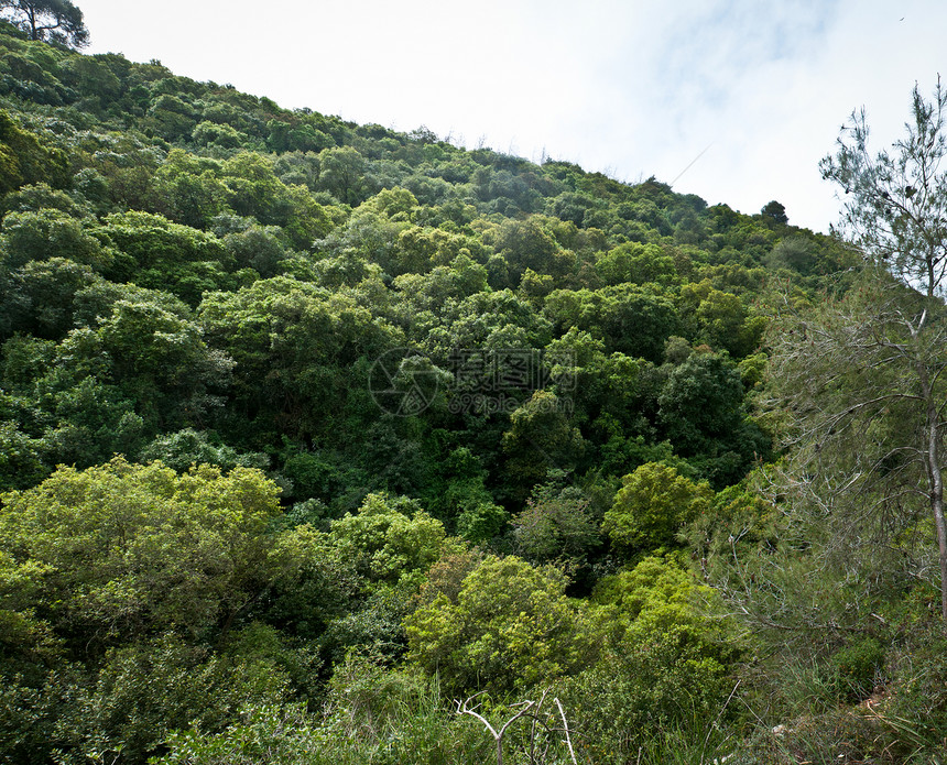 以色列北部的自然树木山脉公园天空森林岩石图片