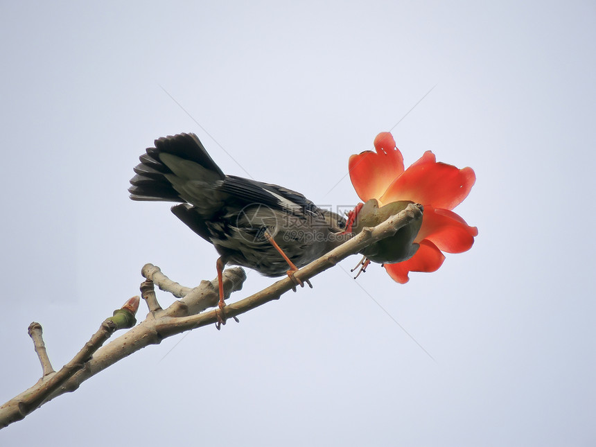 卡波克人和鸟天空松鼠环保木棉植物环境树木热带食物花朵图片