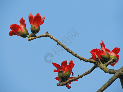 卡波克人环保天空树木热带植物花朵食物环境花园木棉背景图片