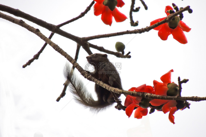 卡波克和小松鼠天空热带松鼠环保红色食物花朵树木环境植物图片