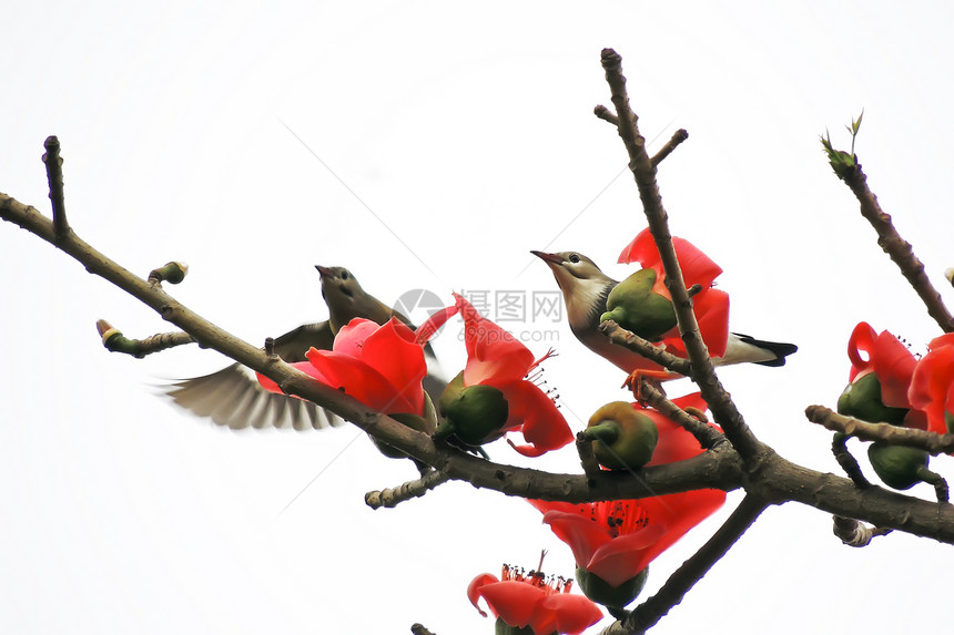卡波克人和鸟红色树木环境热带花朵鸟类天空植物环保花园图片