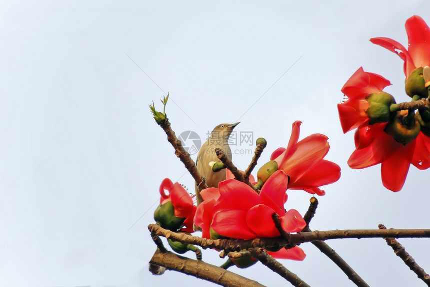 卡波克人和鸟热带食物树木花园红色花朵天空环境环保鸟类图片