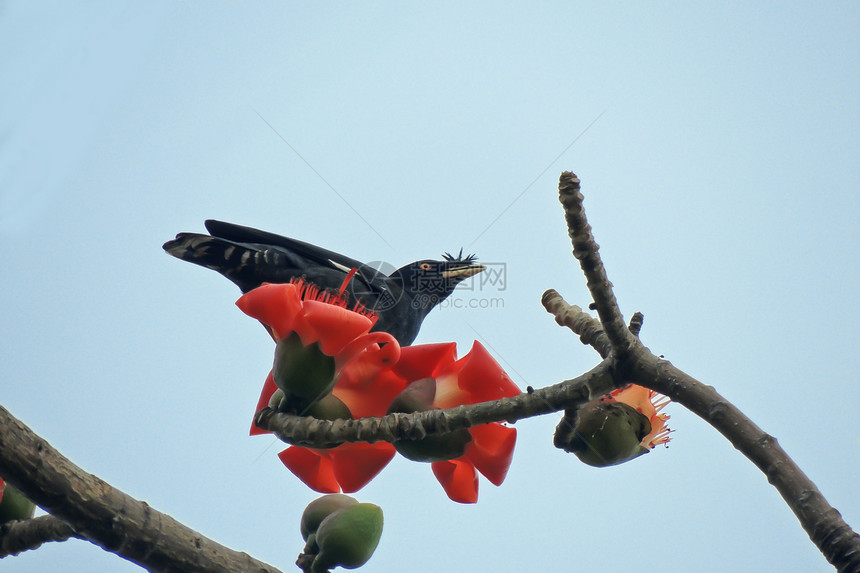 卡波克人和鸟热带树木花朵红色花园环境食物环保鸟类天空图片