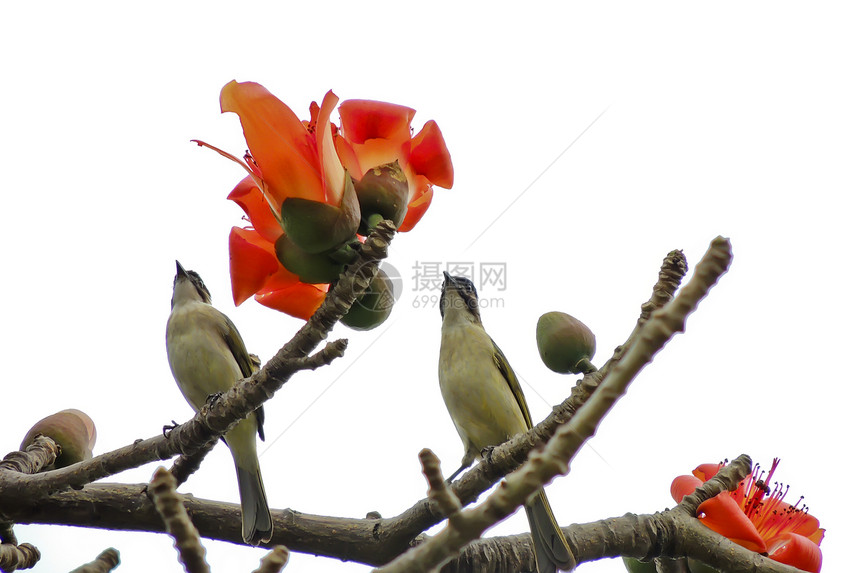 卡波克人和鸟食物环保花朵红色树木环境花园鸟类植物热带图片