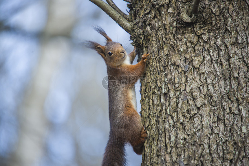 松松鼠 小矮人粗俗 爬树树警报动物毛皮哺乳动物野生动物荒野森林生物尾巴耳朵图片
