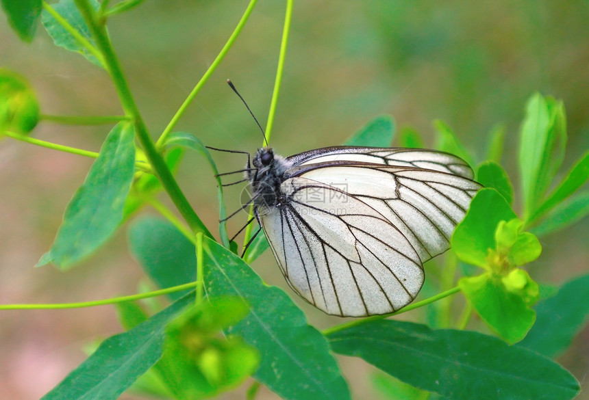 绿枝上的蝴蝶森林野生动物昆虫宏观黑色绿色阳光植物学生物学生活图片